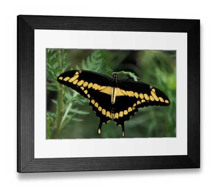 Framed Print : North America, USA, WA, Seattle, Woodland Park Zoo Giant Swallowtail resting Framed Print : North America, USA, WA, Seattle, Woodland Park Zoo Giant Swallowtail resting