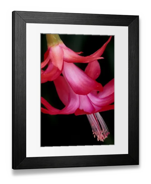 Framed Print : North America, USA, WA, Woodinville Christmas cactus flower detail