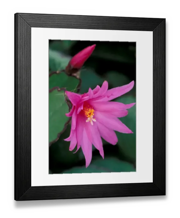 Framed Print : North America, USA, WA, Woodinville Easter cactus flower and bud Framed Print : North America, USA, WA, Woodinville Easter cactus flower and bud