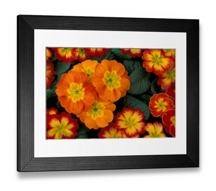Framed Print : North America, USA, WA, Woodinville Orange Primroses pattern