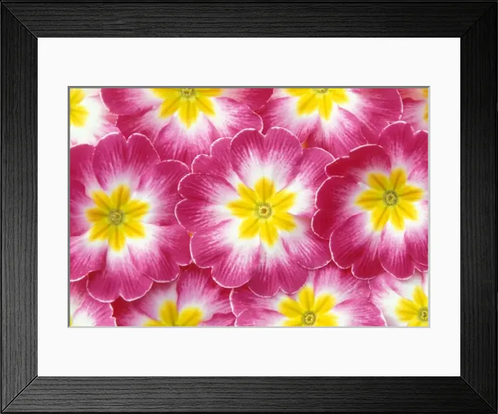 Framed Print : North America, USA, WA, Redmond primroses pattern Framed Print : North America, USA, WA, Redmond primroses pattern