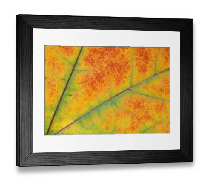 Framed Print : North America, USA, WA, Redmond fall leaf detail Framed Print : North America, USA, WA, Redmond fall leaf detail