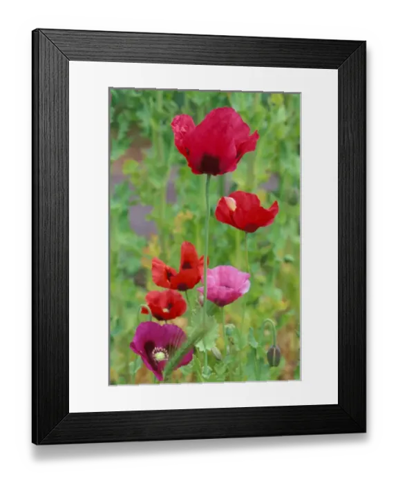 Framed Print : North America, USA, WA, Port Townsend Shirley Mixed Poppies Summer Framed Print : North America, USA, WA, Port Townsend Shirley Mixed Poppies Summer