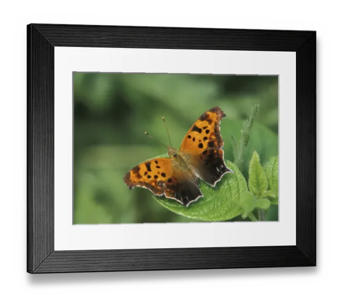 Framed Print : North America, USA, WA, Seattle, Woodland Park Zoo Question Mark resting on leaf