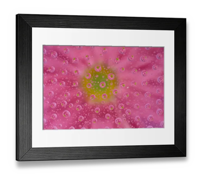 Framed Print : North America, USA, WA, Redmond Pink Mum with water drops Framed Print : North America, USA, WA, Redmond Pink Mum with water drops