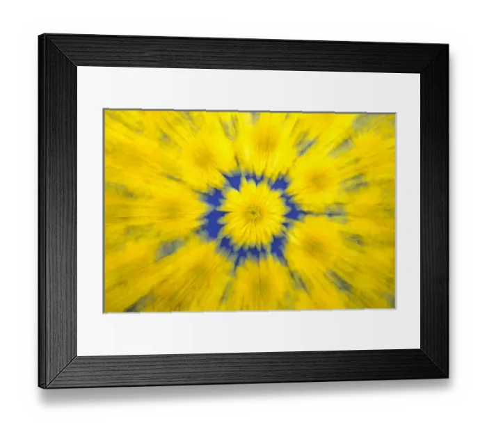 Framed Print : North America, USA, WA, Redmond Yellow Mums pattern with zooming Framed Print : North America, USA, WA, Redmond Yellow Mums pattern with zooming