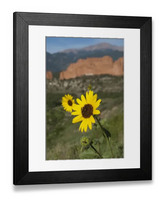 Framed Print : USA, Colorado, Colorado Springs, Garden of the Gods Natural Monument & park. 1, 300 Framed Print : USA, Colorado, Colorado Springs, Garden of the Gods Natural Monument & park. 1, 300