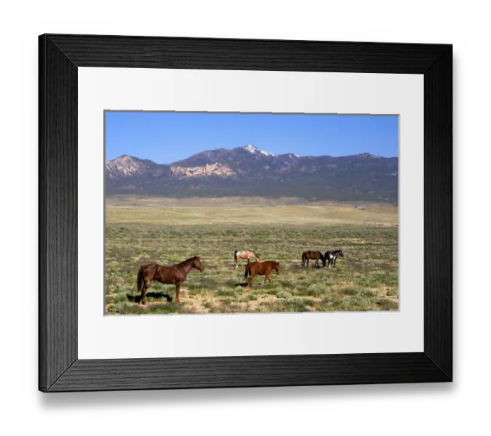 Framed Print : North America, USA, Colorado. Horses grazing on rangeland near Cortez Framed Print : North America, USA, Colorado. Horses grazing on rangeland near Cortez