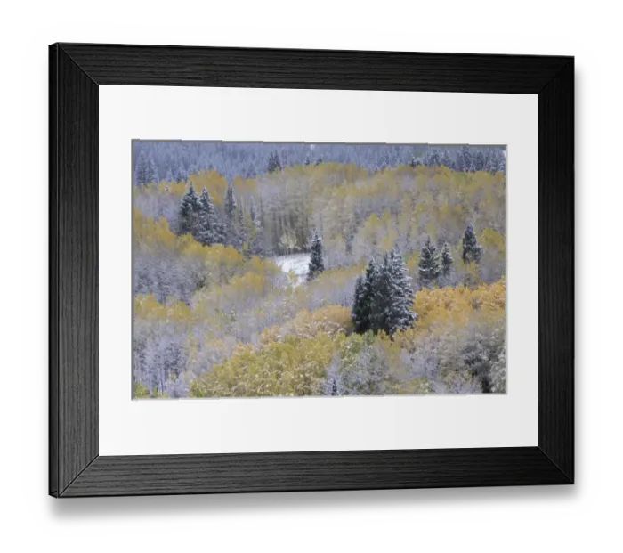 Framed Print : NA, USA, Colorado, Kebler Pass Aspen and fir in snow, fall