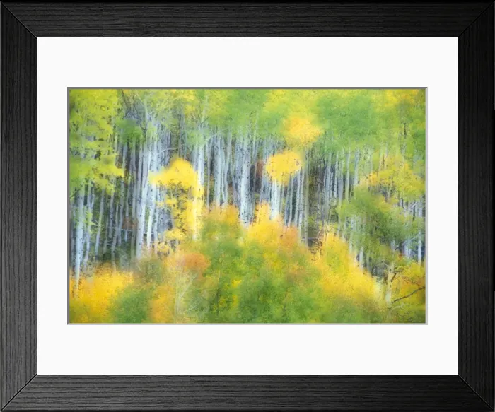 Framed Print : N. A. USA, Colorado, Kebler Pass Aspens in fall colors (in and out focus) Framed Print : N. A. USA, Colorado, Kebler Pass Aspens in fall colors (in and out focus)