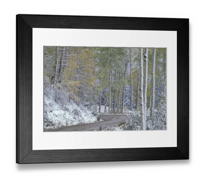 Framed Print : NA, USA, Colorado, Kebler Pass Fresh snow, autumn snow storm, Kebler Pass Road
