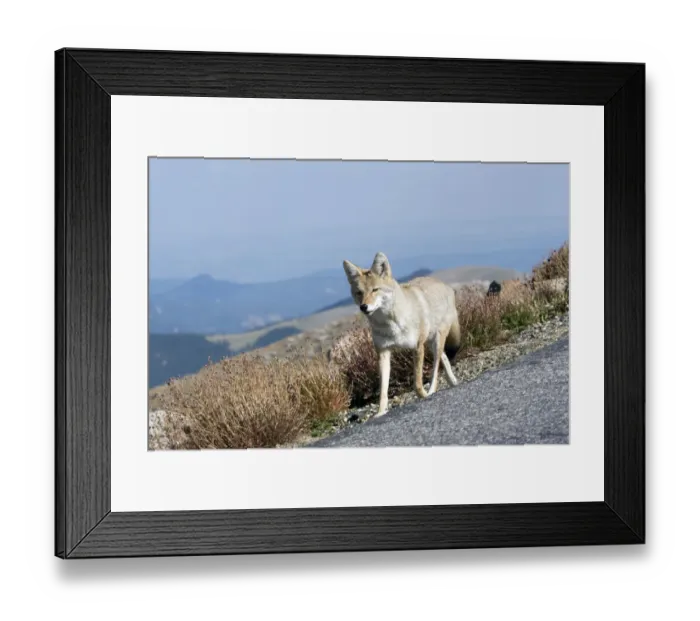 Framed Print : North America - USA - Colorado - Rocky Mountains - Mount Evans. Coyote - Canis latrans Framed Print : North America - USA - Colorado - Rocky Mountains - Mount Evans. Coyote - Canis latrans
