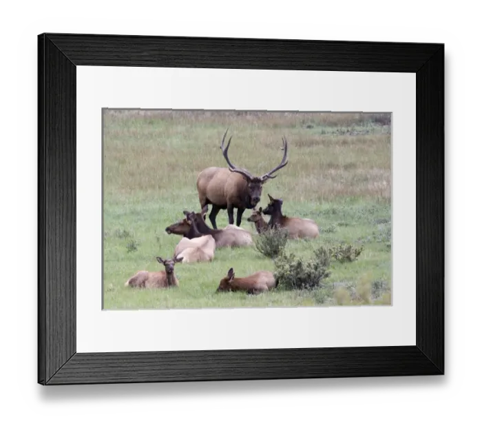 Framed Print : North America - USA - Colorado - Rocky Mountain National Park. Wapiti (American elk)