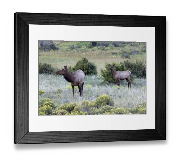 Framed Print : North America - USA - Colorado - Rocky Mountain National Park. Wapiti (American elk)