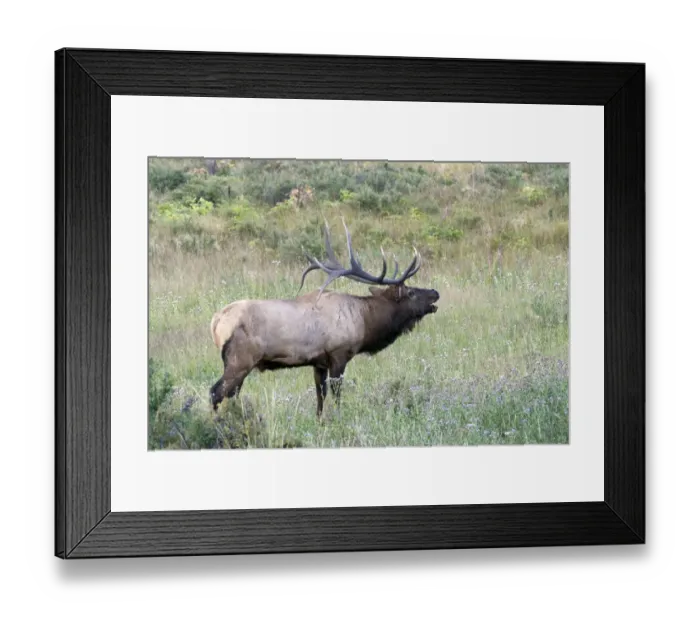 Framed Print : North America - USA - Colorado - Rocky Mountain National Park. Wapiti (American elk)