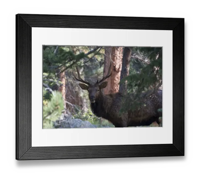 Framed Print : North America - USA - Colorado - Rocky Mountain National Park. Wapiti (American elk)