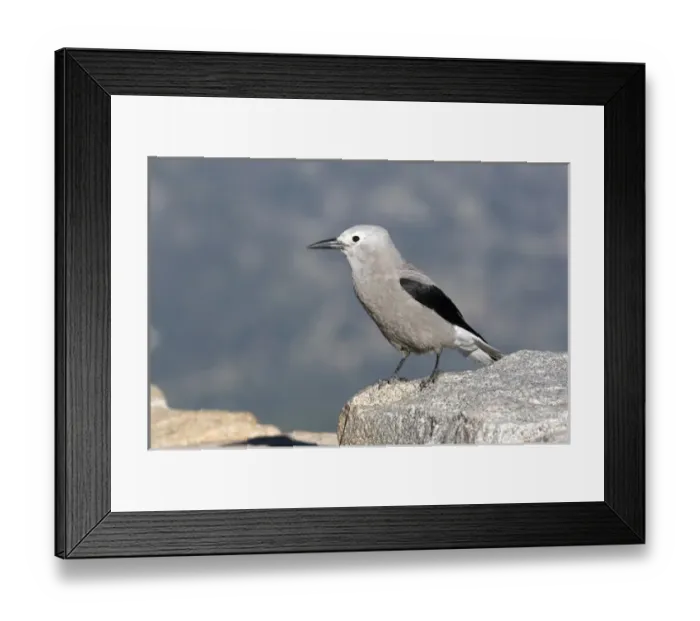 Framed Print : North America - USA - Colorado - Rocky Mountain National Park. Clarks Nutcracker Framed Print : North America - USA - Colorado - Rocky Mountain National Park. Clarks Nutcracker