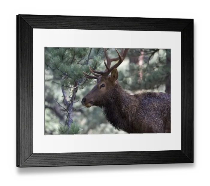Framed Print : North America - USA - Colorado - Rocky Mountain National Park. Wapiti (American elk)