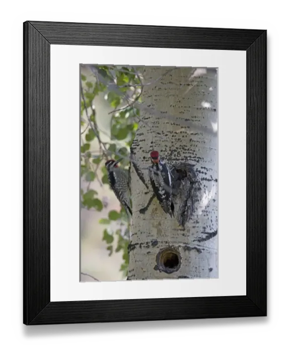 Framed Print : North America - USA - Colorado - Rocky Mountain National Park. Red-naped Sapsucker