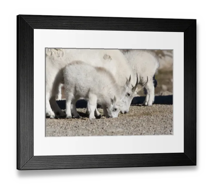 Framed Print : North America - USA - Colorado - Rocky Mountains - Mount Evans. Mountain goat - oreamnos Framed Print : North America - USA - Colorado - Rocky Mountains - Mount Evans. Mountain goat - oreamnos