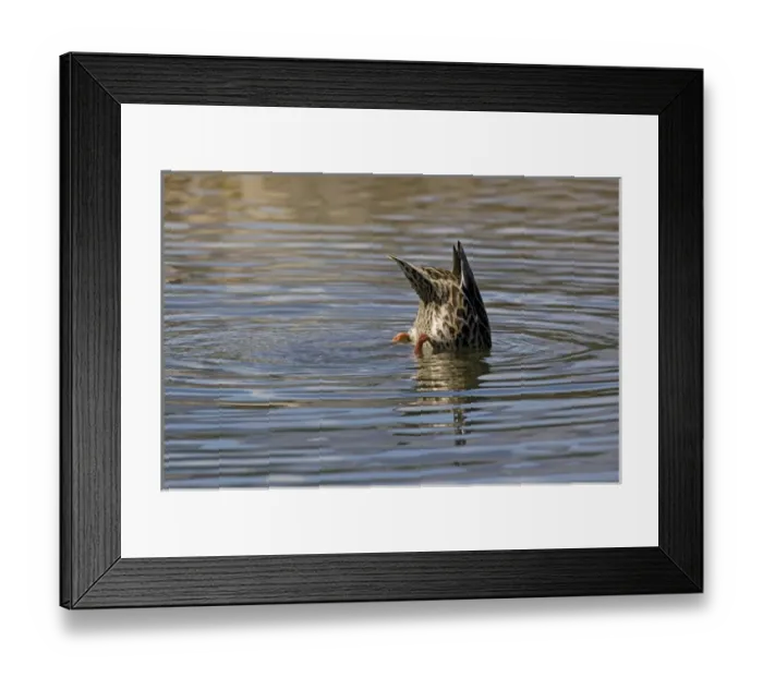 Framed Print : North America - USA - Colorado - Rocky Mountain National Park. Mallard feeding Framed Print : North America - USA - Colorado - Rocky Mountain National Park. Mallard feeding