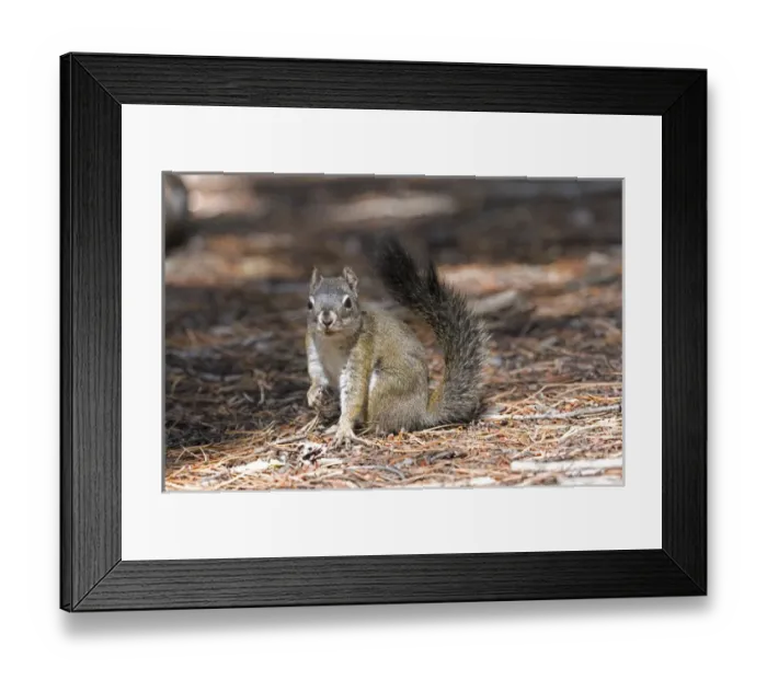 Framed Print : North America - USA - Colorado - Rocky Mountain National Park. Red squirrel