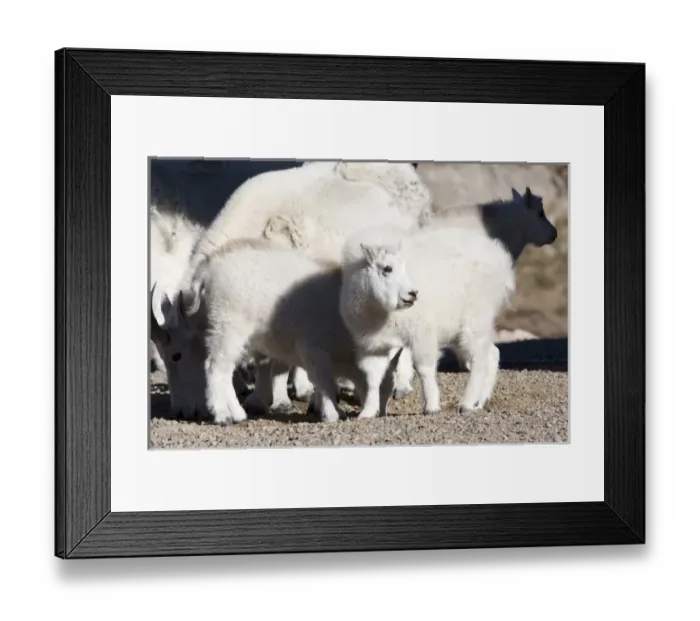 Framed Print : North America - USA - Colorado - Rocky Mountains - Mount Evans. Mountain goat - oreamnos Framed Print : North America - USA - Colorado - Rocky Mountains - Mount Evans. Mountain goat - oreamnos