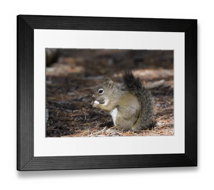 Framed Print : North America - USA - Colorado - Rocky Mountain National Park. Red squirrel Framed Print : North America - USA - Colorado - Rocky Mountain National Park. Red squirrel