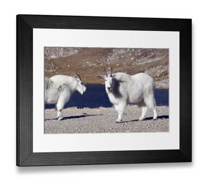 Framed Print : North America - USA - Colorado - Rocky Mountains - Mount Evans. Mountain goat - oreamnos Framed Print : North America - USA - Colorado - Rocky Mountains - Mount Evans. Mountain goat - oreamnos