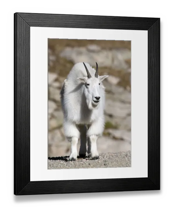 Framed Print : North America - USA - Colorado - Rocky Mountains - Mount Evans. Mountain goat - oreamnos Framed Print : North America - USA - Colorado - Rocky Mountains - Mount Evans. Mountain goat - oreamnos