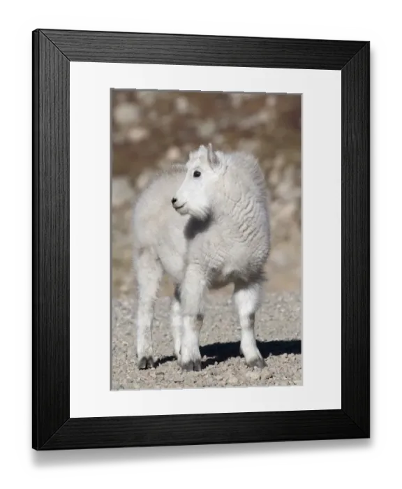 Framed Print : North America - USA - Colorado - Rocky Mountains - Mount Evans. Mountain goat - oreamnos