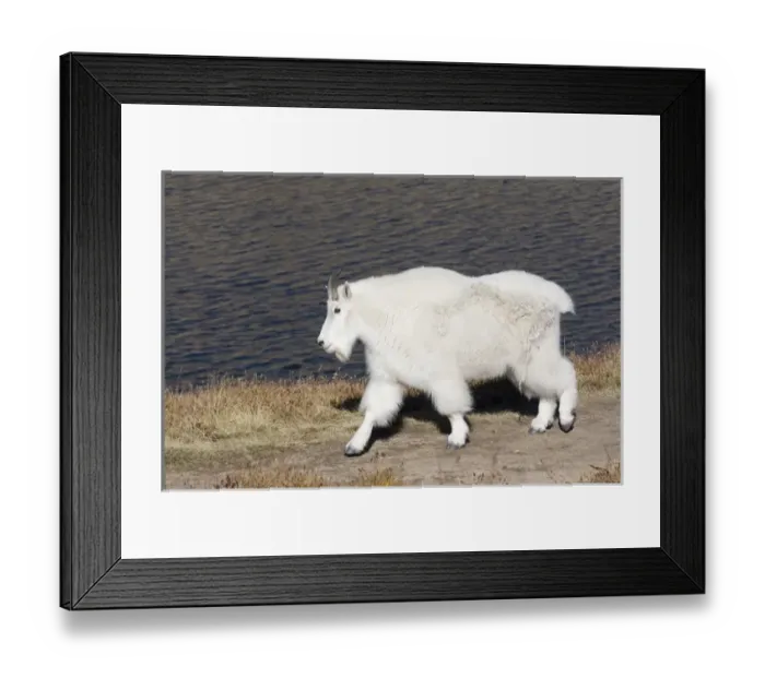 Framed Print : North America - USA - Colorado - Rocky Mountains - Mount Evans. Mountain goat - oreamnos Framed Print : North America - USA - Colorado - Rocky Mountains - Mount Evans. Mountain goat - oreamnos
