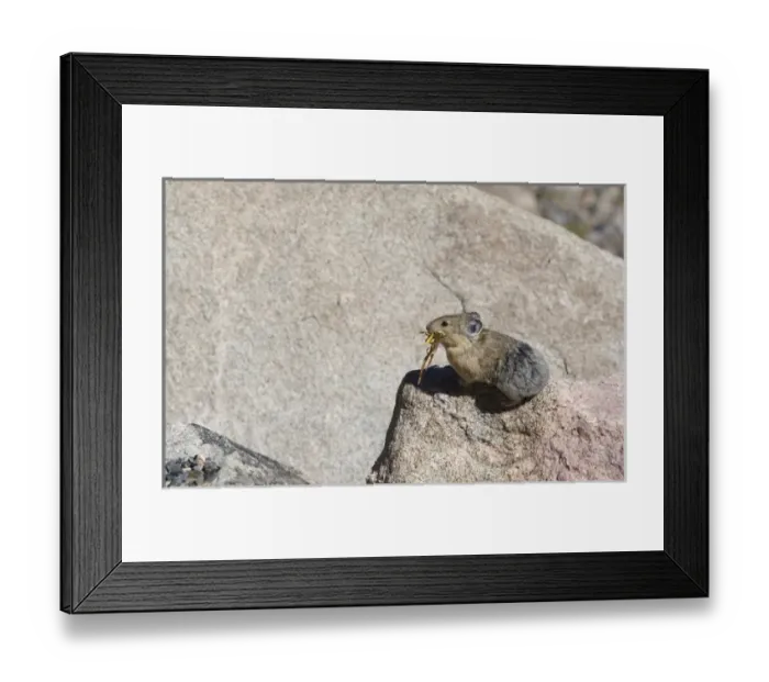 Framed Print : North America - USA - Colorado - Rocky Mountains - Mount Evans. Pika - ochotona princeps