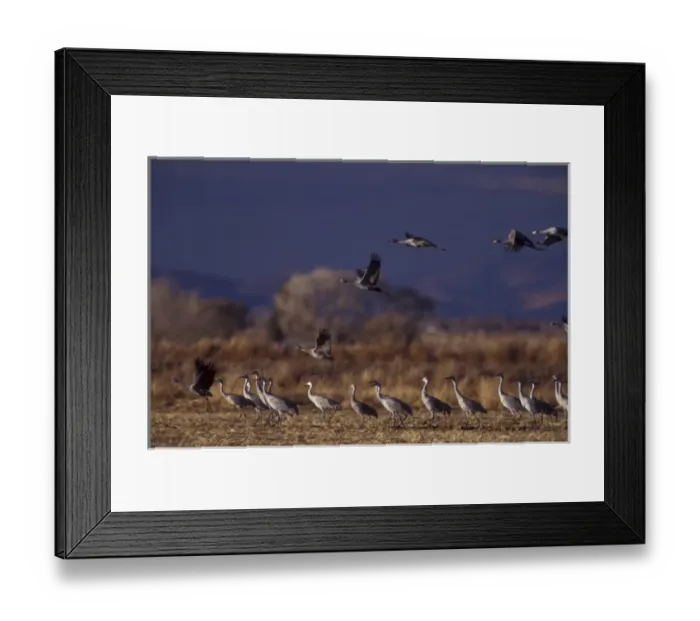 Framed Print : North America; USA, Colorado, Monte Vista National Wildlife Refuge. Sandhill cranes Framed Print : North America; USA, Colorado, Monte Vista National Wildlife Refuge. Sandhill cranes