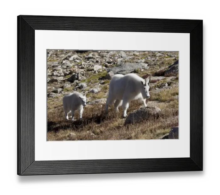 Framed Print : North America - USA - Colorado - Rocky Mountains - Mount Evans. Mountain goat - oreamnos