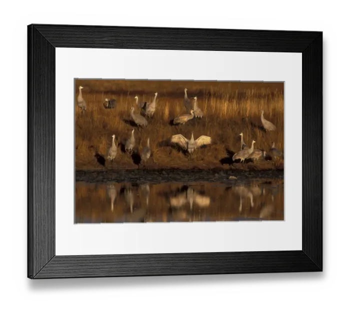 Framed Print : USA, Colorado, Monte Vista National Wildlife Refuge. A group of sandhill cranes Framed Print : USA, Colorado, Monte Vista National Wildlife Refuge. A group of sandhill cranes