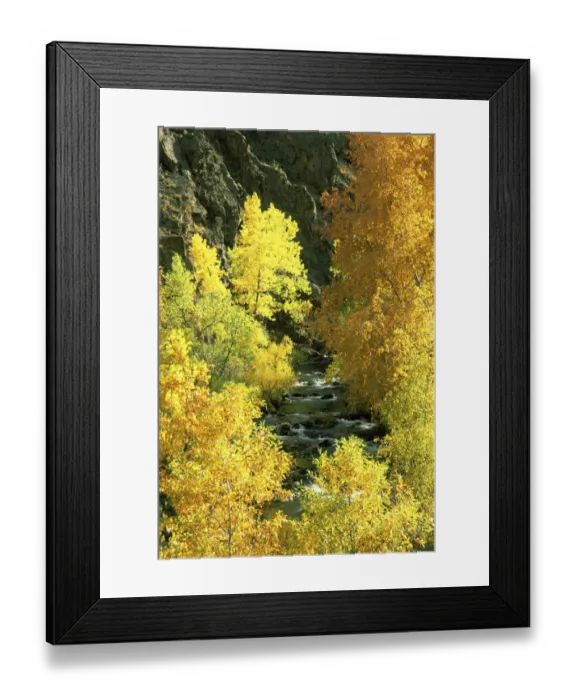 Framed Print : USA, Colorado, Bear Creek. Bear Creek flows through cottonwood and other trees among Framed Print : USA, Colorado, Bear Creek. Bear Creek flows through cottonwood and other trees among