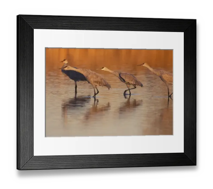 Framed Print : USA; Colorado, San Luis Valley, Monte Vista National Wildlife Refuge. Sandhill cranes lean Framed Print : USA; Colorado, San Luis Valley, Monte Vista National Wildlife Refuge. Sandhill cranes lean