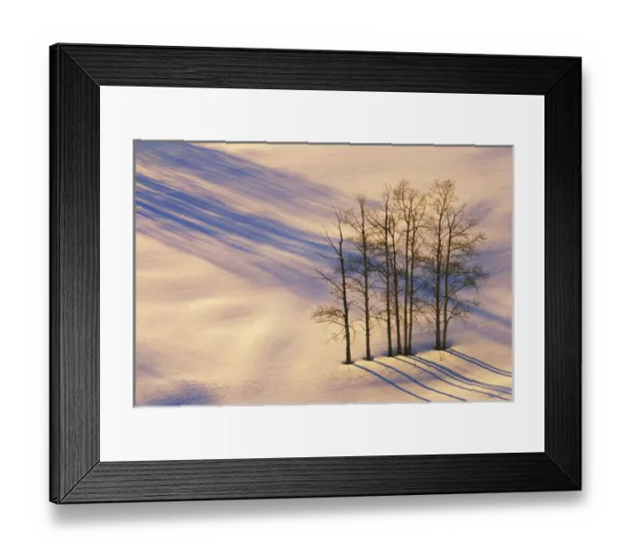 Framed Print : USA, Colorado, Telluride. Aspen trees amidst snowy landscape where shadows from other Framed Print : USA, Colorado, Telluride. Aspen trees amidst snowy landscape where shadows from other