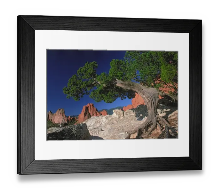 Framed Print : North America, USA, Colorado, Colorado Springs, Garden of the Gods. Tree with colorful