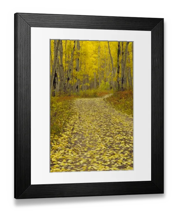 Framed Print : Road through Aspen forest in Kebler Pass Framed Print : Road through Aspen forest in Kebler Pass