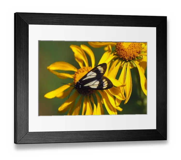 Framed Print : Gnophaela vermiculata butterfly on Rudbeckia in Kebler Pass Framed Print : Gnophaela vermiculata butterfly on Rudbeckia in Kebler Pass