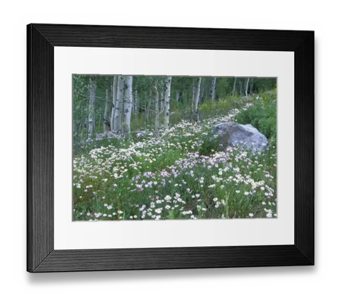 Framed Print : Daisies and aspens in Kebler Pass Framed Print : Daisies and aspens in Kebler Pass