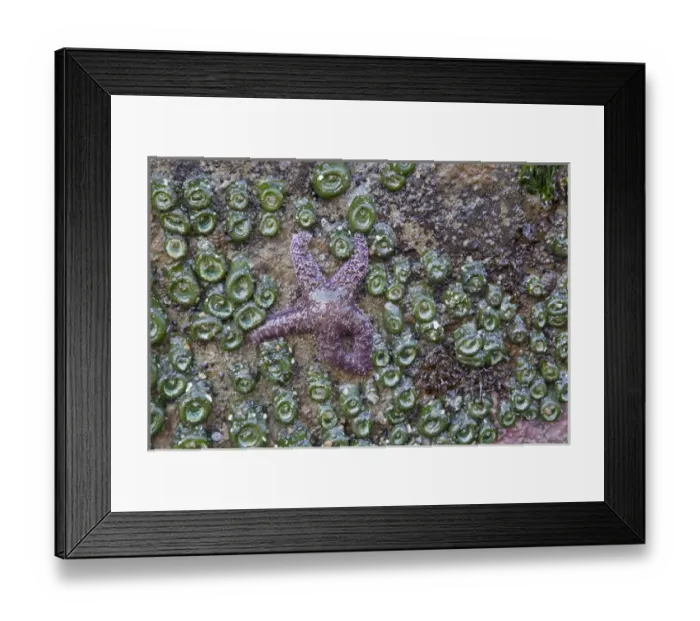 Framed Print : WA, Olympic National Park, Beach 4, Ochre Sea Star and Green Sea Anemones Framed Print : WA, Olympic National Park, Beach 4, Ochre Sea Star and Green Sea Anemones