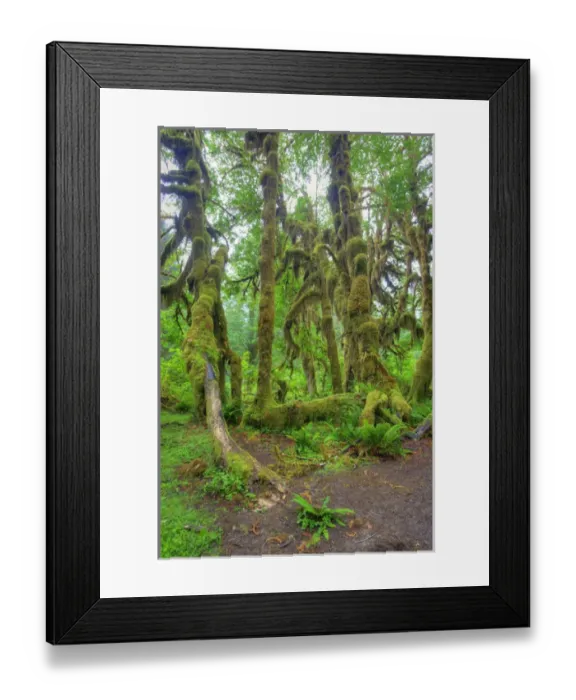 Framed Print : WA, Olympic National Park, Hoh Rain Forest, Hall of Mosses, moss covered trees and ferns Framed Print : WA, Olympic National Park, Hoh Rain Forest, Hall of Mosses, moss covered trees and ferns
