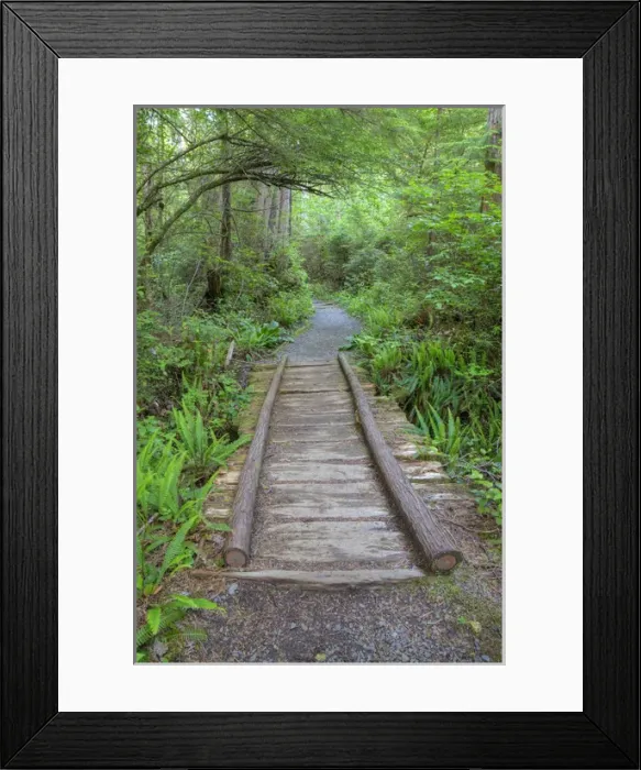 Framed Print : WA, Olympic National Park, Cape Alava trail, cedar boardwalk Framed Print : WA, Olympic National Park, Cape Alava trail, cedar boardwalk