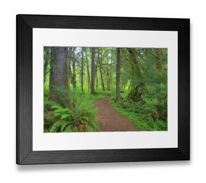Framed Print : WA, Olympic National Park, Quinault Rain Forest, moss covered trees along the Kestner Framed Print : WA, Olympic National Park, Quinault Rain Forest, moss covered trees along the Kestner