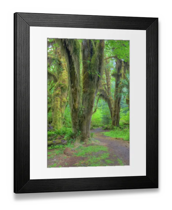 Framed Print : WA, Olympic National Park, Hoh Rain Forest, Hall of Mosses, moss covered trees and ferns