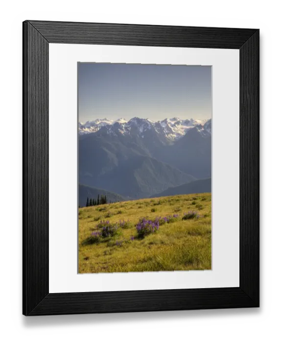 Framed Print : WA, Olympic National Park, Hurricane Ridge, Olympic Mountain Range and subalpine