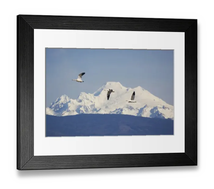 Framed Print : WA, Skagit Valley, Snow Geese with Mount Baker Framed Print : WA, Skagit Valley, Snow Geese with Mount Baker